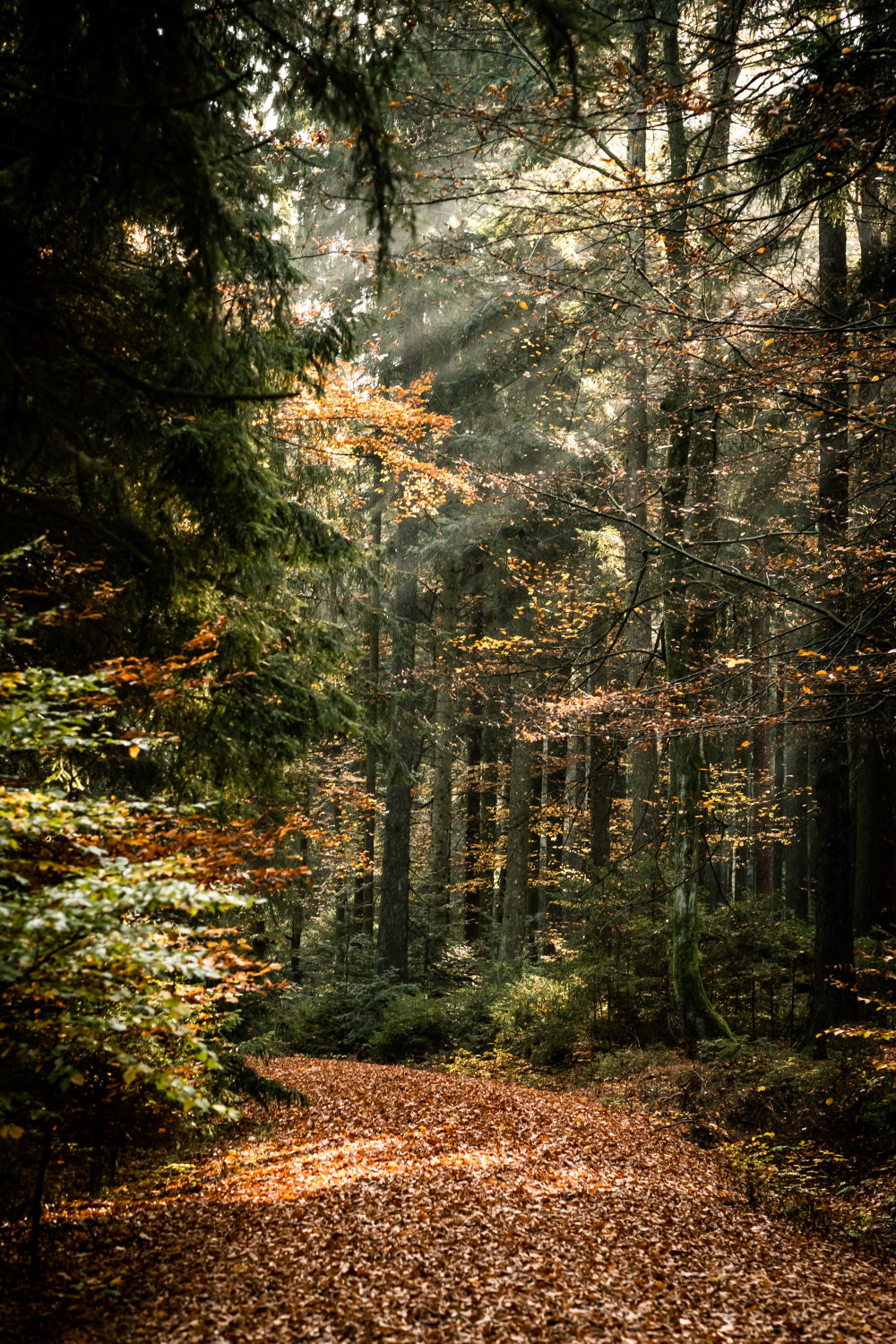 96 Herbstwald zum Cordonbleu vom Wildschwein