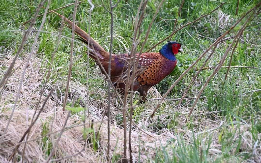 Revierpraxis Raubwildbejagung 21